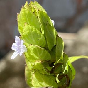 Meet your Posher, Geraldo